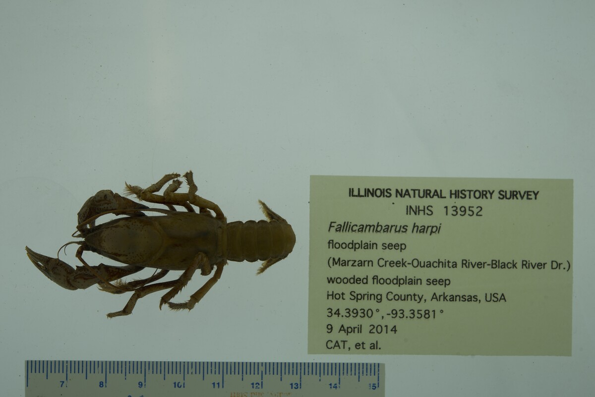 Fallicambarus harpi image